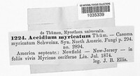 Gymnotelium myricatum image